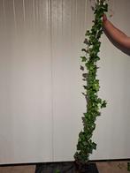 Hedera hibernica / klimop €4.00, Tuin en Terras, Planten | Tuinplanten, Ophalen, Bloeit niet, Klimplanten, Halfschaduw