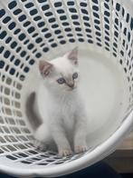 Super zeldzame Prachtige witte Britsekorthaar kitten, Kater