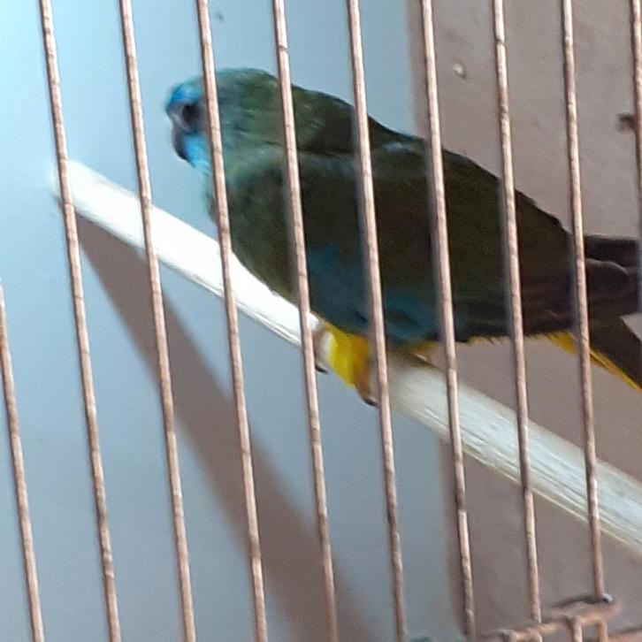 MOOIE SPLENDIDPARKIET/WILDKLEUR NU MAAR 20,=, Dieren en Toebehoren, Vogels | Parkieten en Papegaaien, Parkiet, Vrouwelijk, Geringd