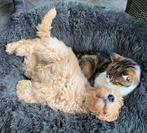 Labradoodle medium pup F3 abrikoos/blond teefje, Parvo, Overige rassen, 8 tot 15 weken, Teef