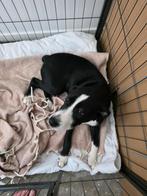 pup opzoek naar nieuw huisje 21 weekjes oud, 15 weken tot 1 jaar, Reu, CDV (hondenziekte), Eén hond