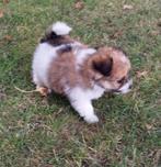 3-kleur boomer pup teefje, woont in huis verhaart nauwelijks, Dieren en Toebehoren, Honden | Niet-rashonden, 8 tot 15 weken, Teef