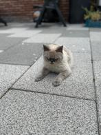 Britse korthaar blue point, Dieren en Toebehoren, Katten en Kittens | Raskatten | Korthaar, Poes