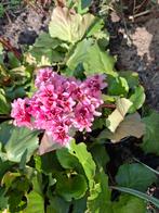Schoenlappersplant.   Kleur rosé, Tuin en Terras, Ophalen, Zomer, Overige soorten, Volle zon