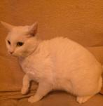 Europese  korthaar, Dieren en Toebehoren, Poes