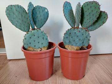 Opuntia Robusta - Schijfcactus/Wielcactus/Nopal Tapon/Camues beschikbaar voor biedingen
