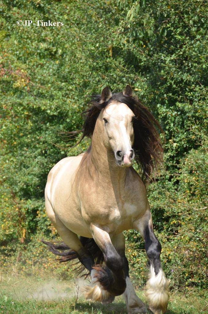 Grote tinker hengst, Dieren en Toebehoren, Paarden, Hengst, B, Minder dan 160 cm, 7 tot 10 jaar, Recreatiepaard, Met stamboom