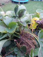 Aardbeien planten. Geven grote aardbeien LAATSTE 10, Volle zon, Vaste plant, Ophalen of Verzenden, Zomer
