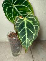 Anthurium clarinervium, Ophalen of Verzenden, Halfschaduw, Minder dan 100 cm