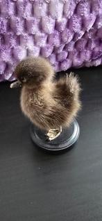 Opgezet kuiken eendje, Ophalen of Verzenden, Opgezet dier