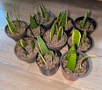 Te koop sanseveria stekken., Huis en Inrichting, Ophalen of Verzenden, Overige soorten, Minder dan 100 cm