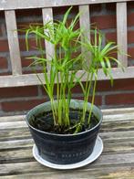 PAPYRUS PLANT, Tuin en Terras, Ophalen of Verzenden