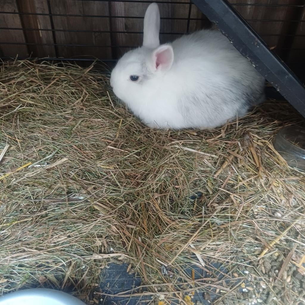 Te koop dwergkonijntjes, Dieren en Toebehoren, Konijnen, Geslacht onbekend, Dwerg, 0 tot 2 jaar