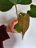 Anthurium besseae aff x Pinkleyi, Huis en Inrichting, Kamerplanten, Ophalen of Verzenden, Halfschaduw, Minder dan 100 cm