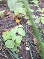 Jonge Akeleiruit - Thalictrum aquilegiifolium, Tuin en Terras, Planten | Tuinplanten, Ophalen