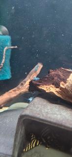 Blue Jelly Garnalen – Neocaridina, Dieren en Toebehoren, Kreeft, Krab of Garnaal