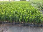Buxusvervanger Euonymus Green Spire, Tuin en Terras, Ophalen of Verzenden, Zomer, Volle zon