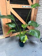 Strelitzia, Tuin en Terras, Ophalen, Overige soorten, Volle zon