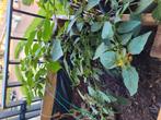 Planten, Tuin en Terras, Planten | Tuinplanten, Ophalen, Zomer, Overige soorten, Volle zon