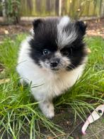 Pomeranian/pomeriaan pups mogen het nest verlaten, Dieren en Toebehoren, Honden | Poolhonden, Keeshonden en Oertypen, CDV (hondenziekte)