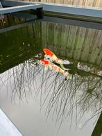 Koikarpers incl toebehoren ‼️, Tuin en Terras, Vijvers, Ophalen, Zo goed als nieuw