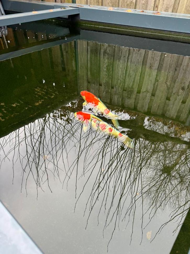 Koikarpers incl toebehoren ‼️, Tuin en Terras, Vijvers, Zo goed als nieuw, Ophalen