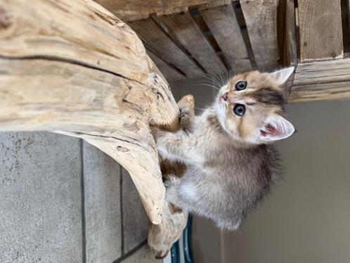 Britse korthaar/ langhaar kittens volledig in orde, Dieren en Toebehoren, Katten en Kittens | Raskatten | Langhaar, 0 tot 2 jaar