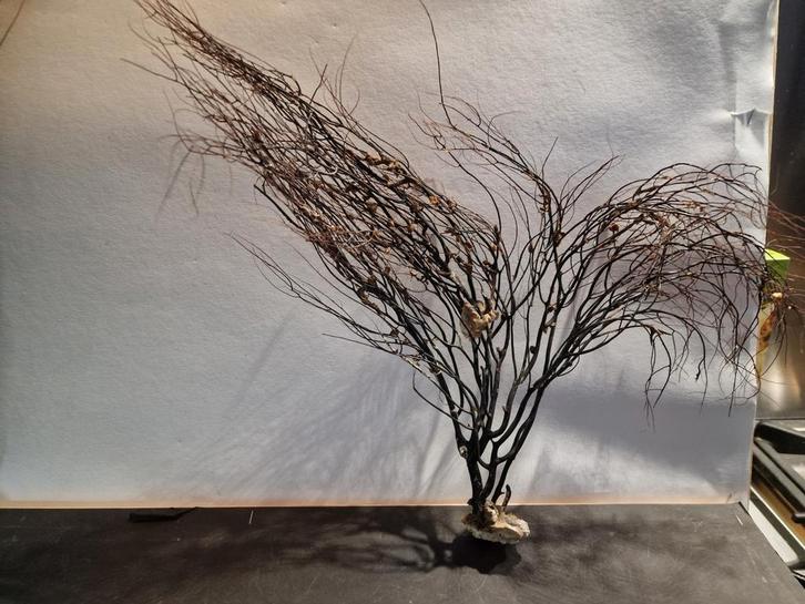 Hele mooie waaier takjes te koop, Verzamelen, Mineralen en Fossielen, Ophalen of Verzenden