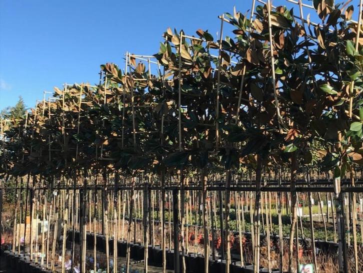 lei magnolia grandiflora 340 cm hoog 10-12 cm stam dikte, Tuin en Terras, Planten | Bomen, Halfschaduw, Ophalen