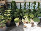 Ilex crenata pon pon multi bol, Ophalen of Verzenden, Zomer, Overige soorten, Halfschaduw