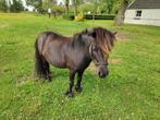 2 Shetland merries, Dieren en Toebehoren, Pony's, Merrie, Gechipt, A pony (tot 1.17m), 11 jaar of ouder