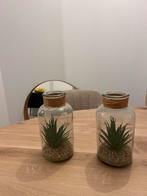 Vazen met nep plant, Huis en Inrichting, Woonaccessoires | Vazen, Minder dan 50 cm, Glas, Gebruikt, Ophalen of Verzenden