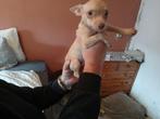 Mooie chihuahua’s, Dieren en Toebehoren, Honden | Chihuahua's en Gezelschapshonden, 8 tot 15 weken, Meerdere, Meerdere dieren