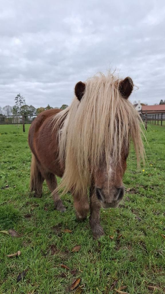 Bijrijder/verzorger gezocht, Dieren en Toebehoren, Paarden en Pony's | Verzorgingsproducten, Ophalen