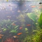 Aquarium vissen, Dieren en Toebehoren, Vissen | Aquariumvissen, Kreeft, Krab of Garnaal