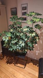 Mooie Schefflera plant, Ophalen, Zo goed als nieuw, Binnen