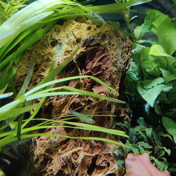 rasbora kubotai, Dieren en Toebehoren, Vissen | Aquariumvissen, Vis