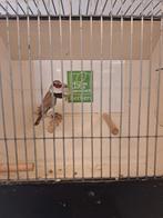 Koppel diamant vinken  bruin x zilver, Dieren en Toebehoren, Vogels | Overige Vogels, Meerdere dieren, Geringd