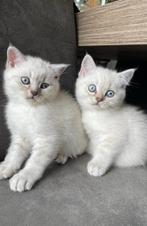 Britse Korthaar Kittens, Dieren en Toebehoren, Katten en Kittens | Raskatten | Korthaar, Meerdere dieren