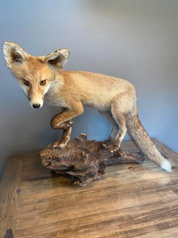 Opgezette jonge vos op boomstronk beschikbaar voor biedingen