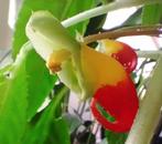 Impatiens niamniamensis, mooi uitgegroeide stekken, Ophalen, Overige soorten, Minder dan 100 cm