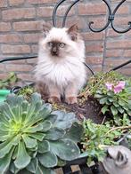 Ragdoll kittens met stamboom, Meerdere dieren, Gechipt, 0 tot 2 jaar