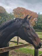Gezocht pensionstalling in de omgeving van Emst., Dieren en Toebehoren, Stalling en Weidegang, Stalling