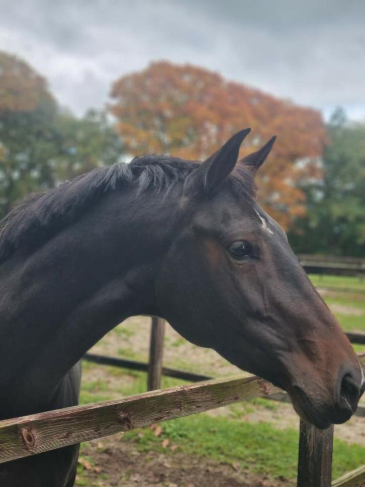 Gezocht pensionstalling in de omgeving van Emst., Dieren en Toebehoren, Stalling en Weidegang, Stalling