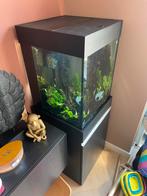 Aquarium 125L, Dieren en Toebehoren, Ophalen, Zo goed als nieuw, Gevuld zoetwateraquarium