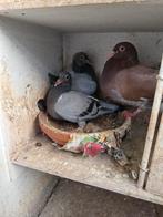 Jonge postduiven. Kunnen direct weg. Geringd met NBS ringen., Meerdere dieren, Postduif