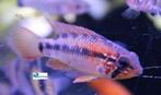 Apistogramma macmasteri, Dieren en Toebehoren, Vissen | Aquariumvissen, Vis, Zoetwatervis