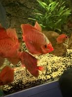 DİSCUS VİSSEN, Dieren en Toebehoren, Vissen | Aquariumvissen, Vis