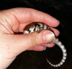 Slakkenskink, Dieren en Toebehoren, Reptielen en Amfibieën, Hagedis, Tam, 0 tot 2 jaar