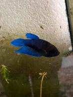 Betta vis “ kempvis” vrouwtje, Dieren en Toebehoren, Vissen | Aquariumvissen, Vis, Zoetwatervis